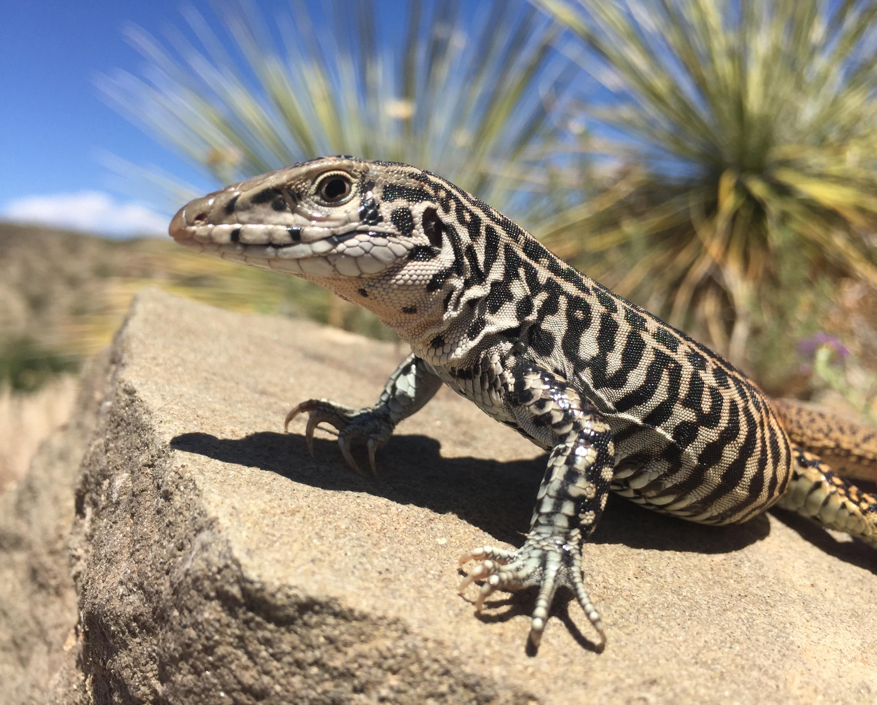 Picture of species of interest showing head and body, checkered whiptail