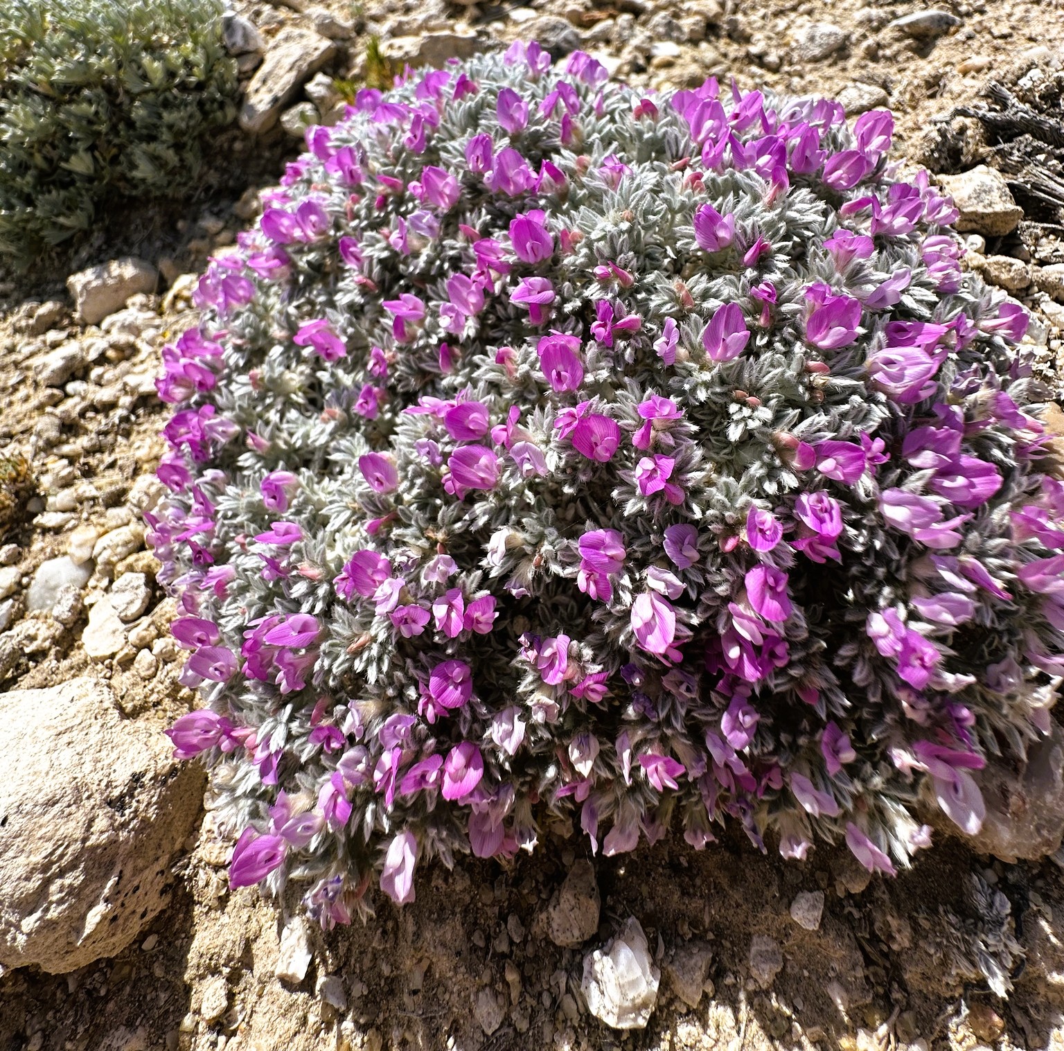 Cushion Milkvetch, Astragalus aretioides