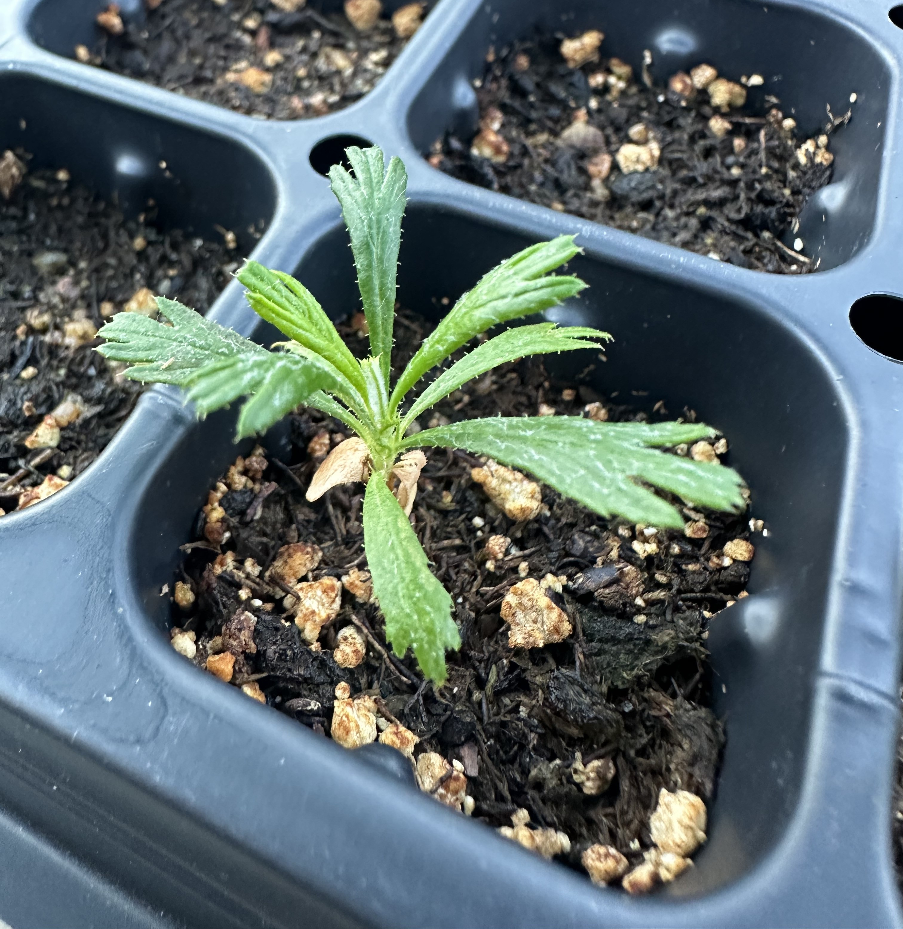 Purshia tridentata seedling alert!