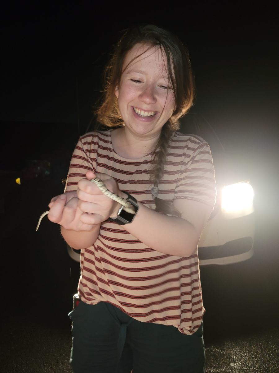 Holding a long-nosed snake, Rhinocheilus lecontei, during a nightime survey just outside of Albuquerque, New Mexico, 2023.