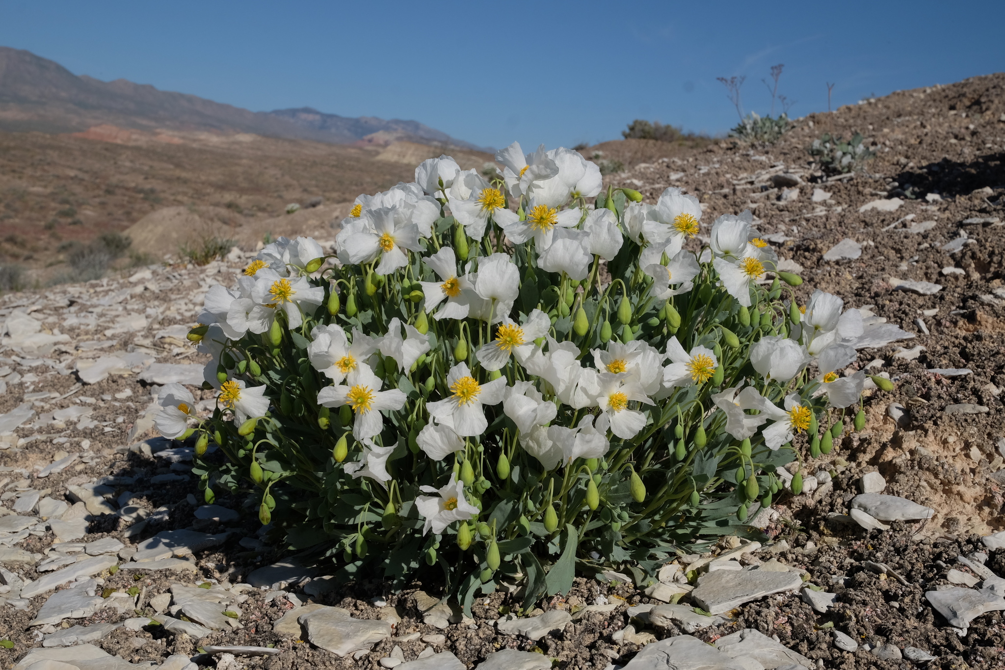 Dwarf Bear Poppy
