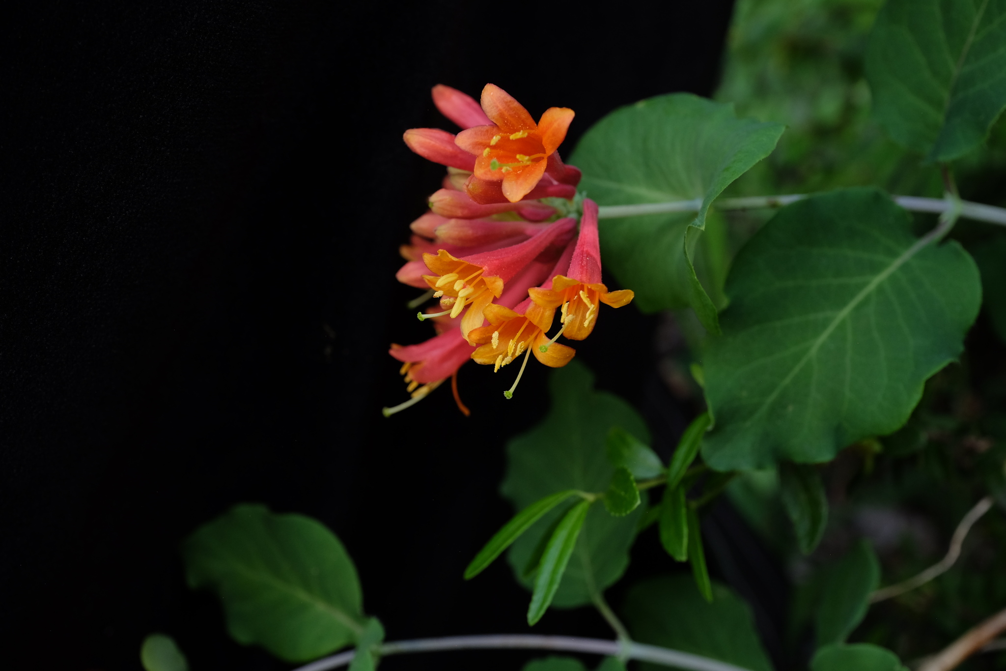 Honeysuckle